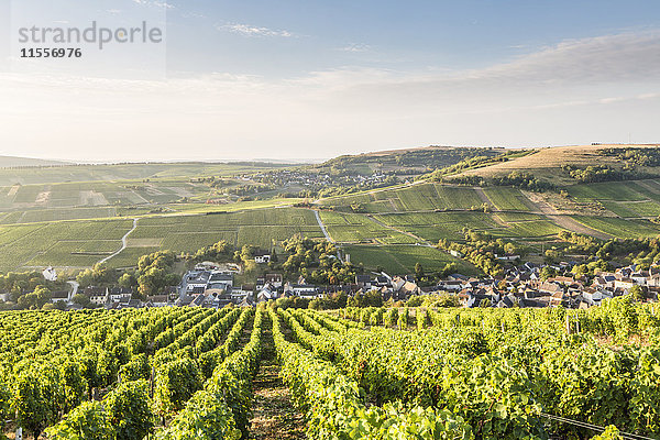 Die Weinberge von Sancerre oberhalb von Chavignol  Cher  Centre  Frankreich  Europa