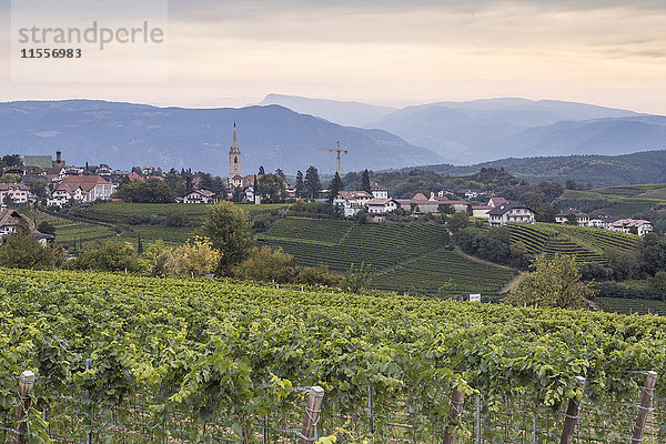 Weinberge in der Nähe von Kaltern  Südtirol  Italien  Europa