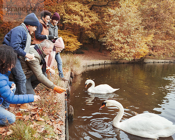 Mehrgenerationen-Familienfütterungsschwäne am Teich im Herbstpark