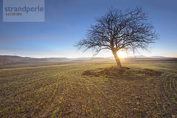 Spanien  einzelner kahler Baum in ländlicher Landschaft bei Sonnenuntergang