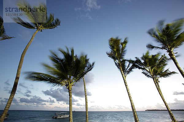 Karibik  Dominikanische Republik  Palmen am Bavaro Beach bei Sonnenaufgang