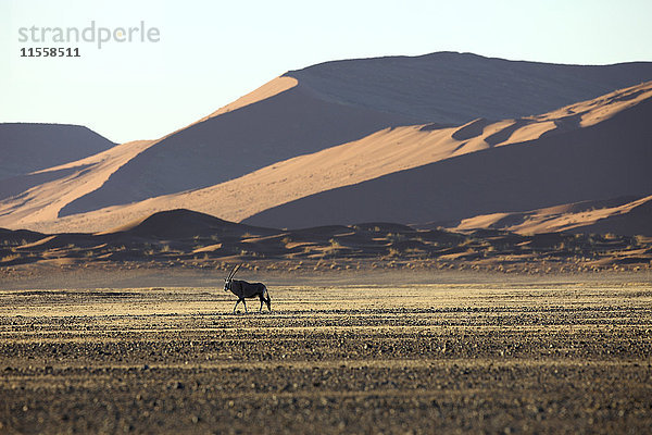 Namibia  Gemsbok im typischen Wüstenlebensraum