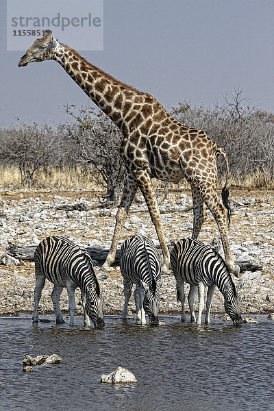 Namibia  Etosha Nationalpark  Giraffe und Zebras beim Trinken am Wasserloch