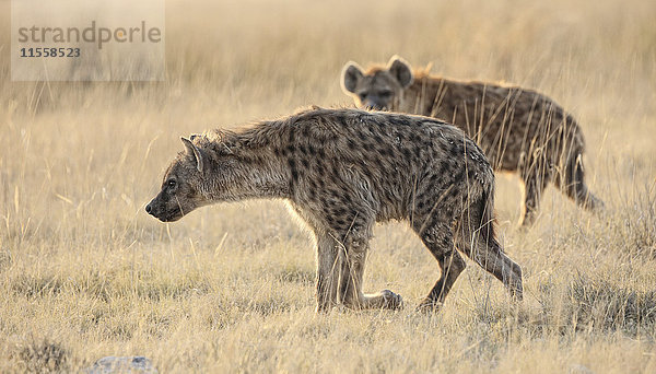 Namibia  Etosha Nationalpark  zwei Tüpfelhyänen