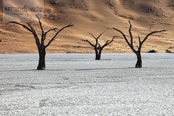 Namibia  Namib-Naukluft Park  tote Bäume in Dead Vlei