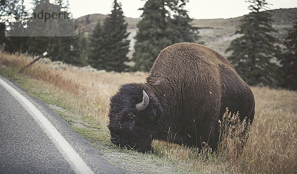 USA  Yellowstone Nationalpark  Bison beim Weiden am Straßenrand