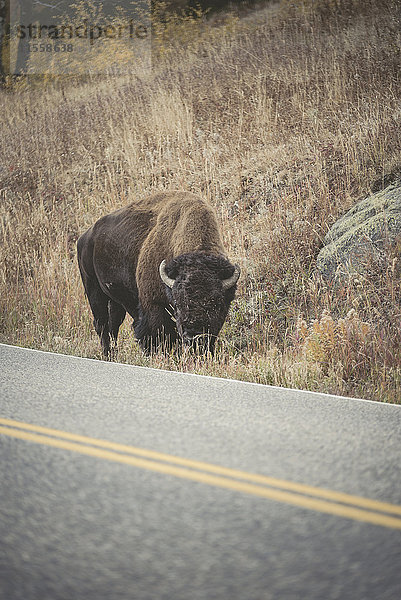 USA  Yellowstone Nationalpark  Bison steht am Straßenrand