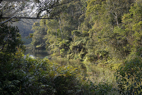 Madagaskar  Andasibe-Mantadia Nationalpark  Regenwald