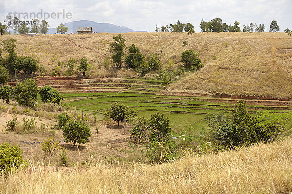 Madagaskar  Bevato  Reisfelder