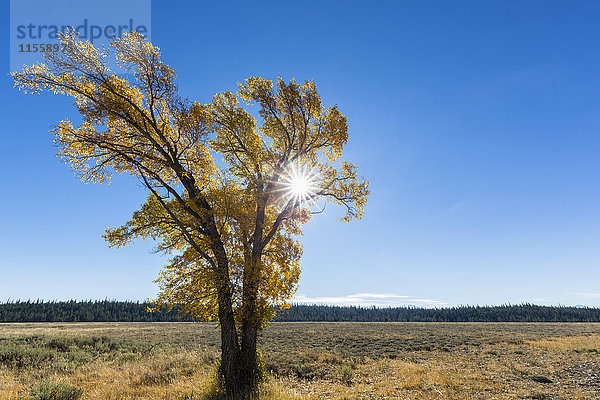 USA  Wyoming  Rocky Mountains  Grand Teton National Park  Espe im Herbst