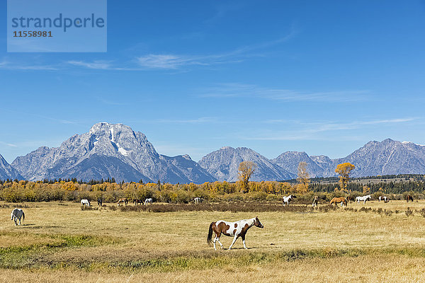 USA  Wyoming  Rocky Mountains  Grand Teton Nationalpark  Mustangs