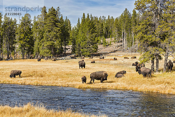 USA  Wyoming  Yellowstone Nationalpark  Herde amerikanischer Bisons am Firehole River