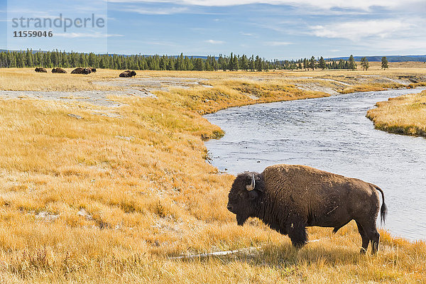 USA  Wyoming  Yellowstone Nationalpark  Amerikanischer Bison am Firehole River