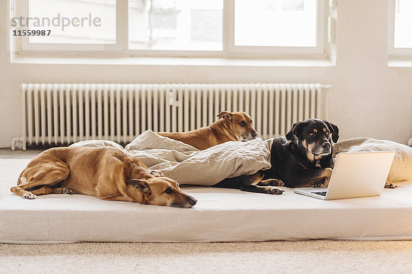 Drei Hunde im Bett liegend mit einem Laptop