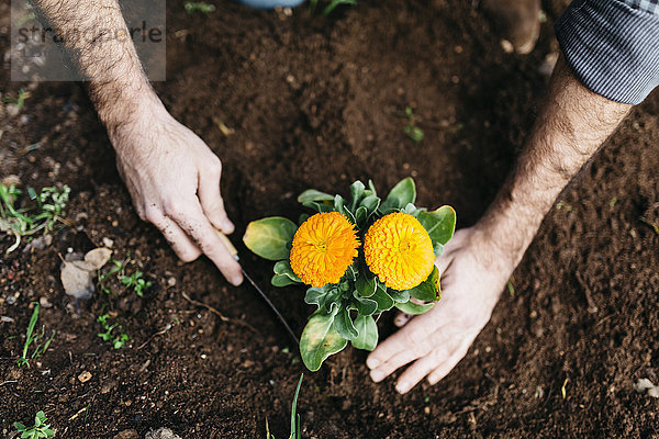 Mann pflanzt Blumen in seinem Garten