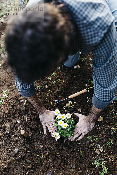 Mann pflanzt Blumen in seinem Garten