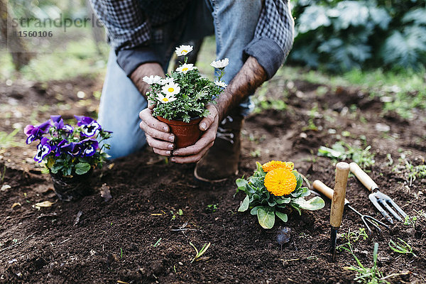 Mann pflanzt Blumen in seinem Garten