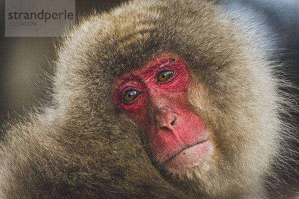 Japan  Yamanouchi  Jigokudani Monkey Park  Porträt des rotgesichtigen Makaks