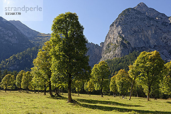 Österreich  Tirol  Bäume vor dem Karwendelgebirge im Herbst