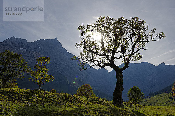 Österreich  Tirol  Bäume vor dem Karwendelgebirge im Herbst