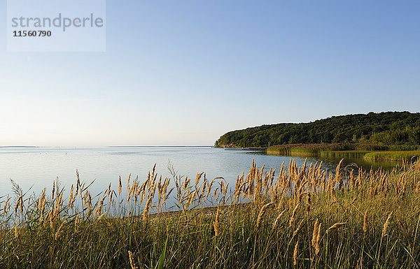 Deutschland  Rügen  Kleiner Jasmunder Bodden