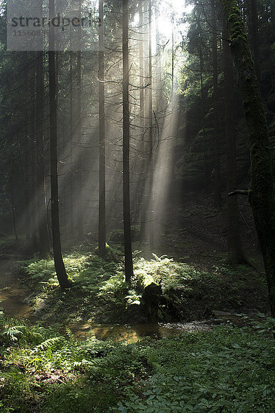 Deutschland  Sachsen  Elbsandsteingebirge  Sonnenstrahlen im Wald