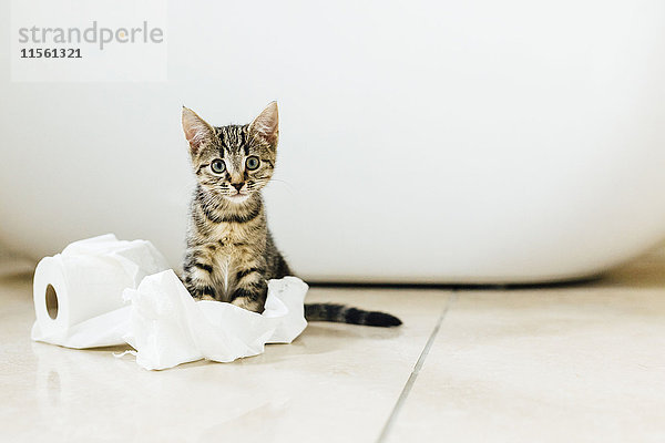 Acht Wochen altes Schildpatt Kätzchen spielt mit Toilettenpapier
