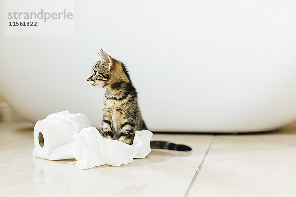 Acht Wochen altes Schildpatt Kätzchen spielt mit Toilettenpapier