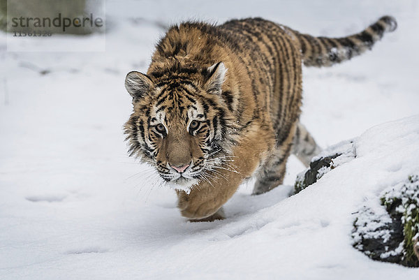 Junger sibirischer Tiger im Schnee unterwegs