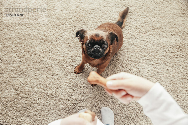 Mädchen trainiert ihren Hund zum Sitzen