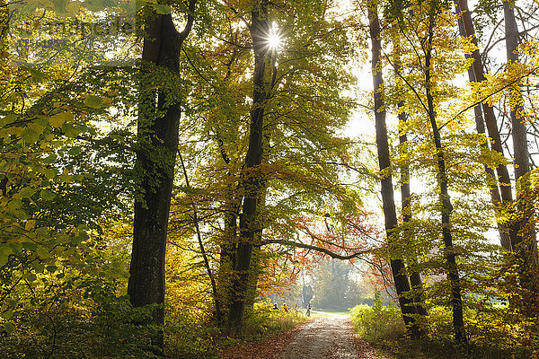Deutschland  Bayern  Bernried  Waldweg im Herbst