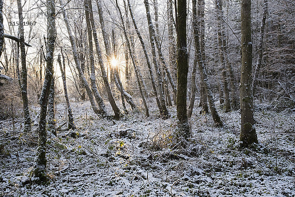 Deutschland  Bayern  Geretsried  Schnee im Auwald bei Sonnenaufgang