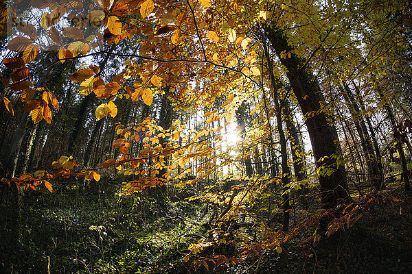 Deutschland  Bayern  Naturschutzgebiet Isarauen  Rotbuche im Herbstwald
