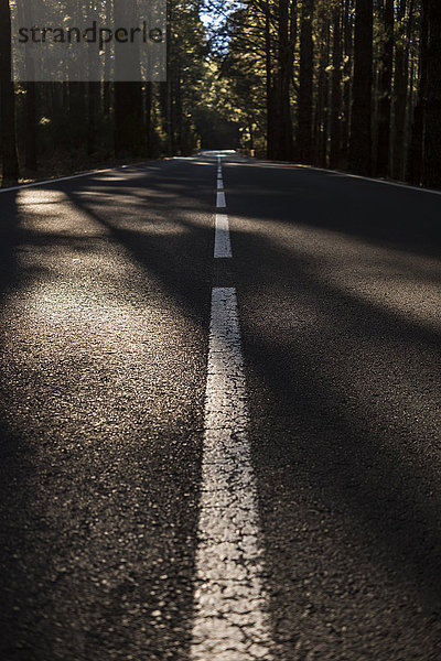 Spanien  Teneriffa  Straße durch den Wald