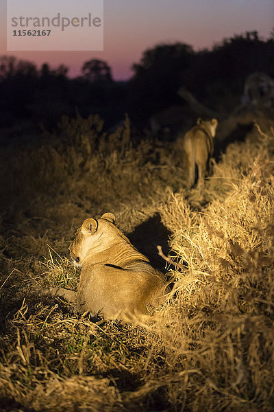Botswana  Tuli Block  zwei Löwen bei Nacht