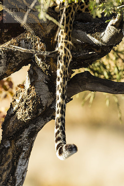 Botswana  Tuli Block  Leopardenschwanz auf einem Baum versteckt  Nahaufnahme