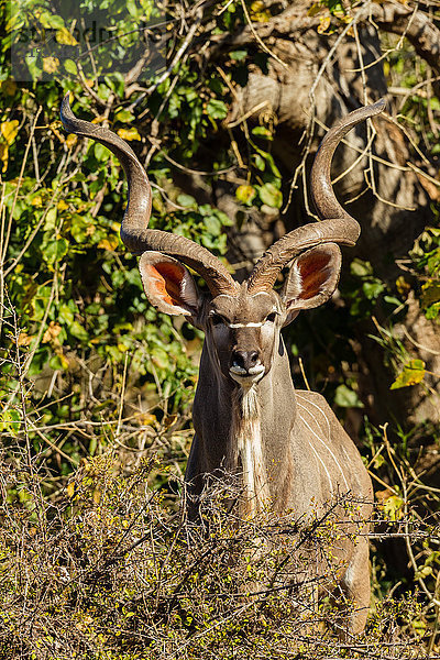Botswana  Tuli Block  Portrait von Kudu bei Sonnenlicht