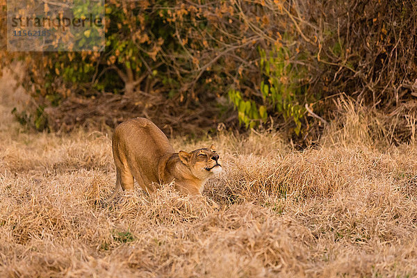 Botswana  Tuli Block  streckende Löwin