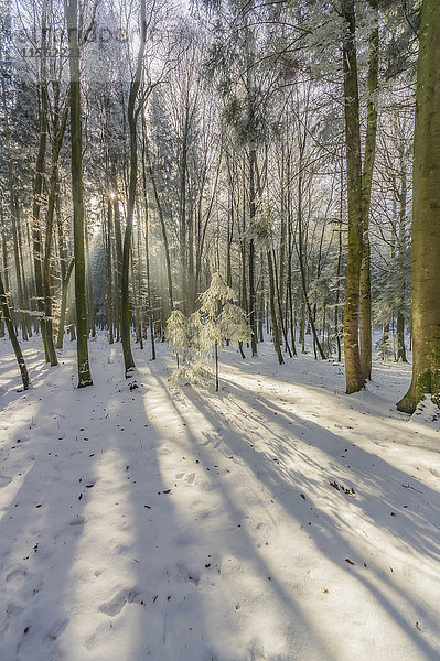 Deutschland  Bayern  Winterwald am Chiemsee