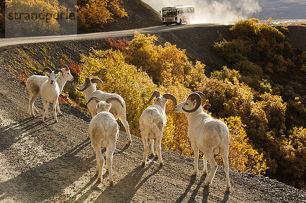 Eine Gruppe von Dall-Schafböcken versammelt sich auf der Straße in der Nähe des Polychrome Passes im Denali National Park & Preserve  während ein Besucherbus auf dem Weg zum Eielson Visitor Center um die Ecke biegt  Inneres Alaska  USA