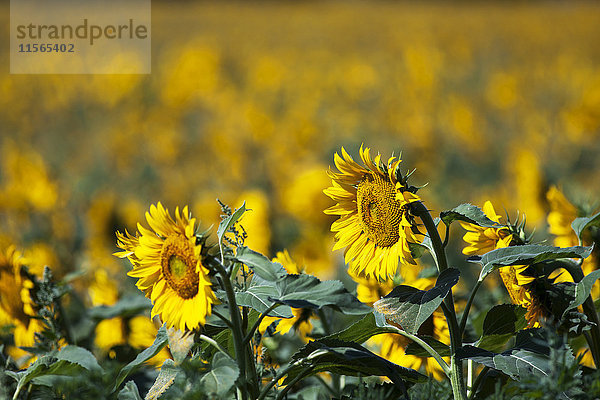 Sonnenblumen auf einem Feld; Caledon  Ontario  Kanada'.