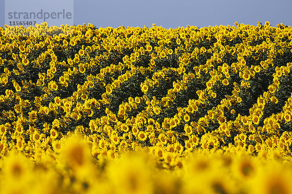 Sonnenblumenfeld; Caledon  Ontario  Kanada'.