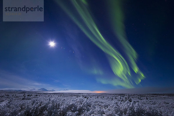 Das Polarlicht und ein fast voller Mond konkurrieren am Nachthimmel über einer mit Raureif bedeckten Landschaft mit der Alaska Range in der Ferne  südlich von Delta Junction; Alaska  Vereinigte Staaten von Amerika'.