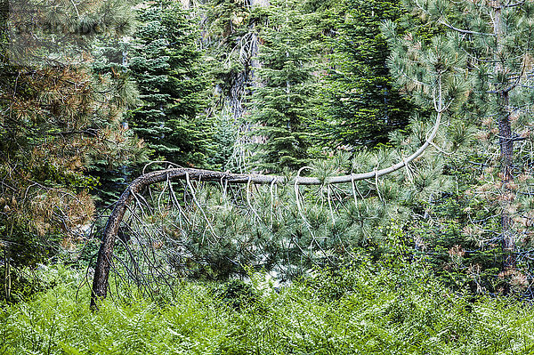 Ein toter Baum mit gebogenem Stamm  Sequoia National Park; Kalifornien  Vereinigte Staaten von Amerika'.