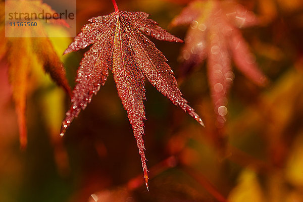 Japanischer Ahorn (Acer palmatum)  der sich im Herbst rot färbt; Astoria  Oregon  Vereinigte Staaten von Amerika'.