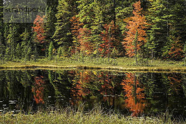 Herbstfarben  die sich in einem Teich in den Wäldern des Algonquin Park spiegeln; Ontario  Kanada'.
