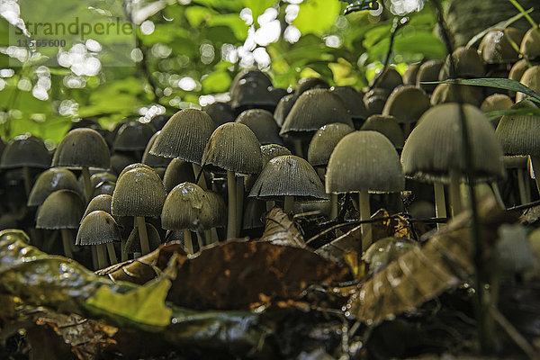 Pilzkolonie auf dem Waldboden; Strathroy  Ontario  Kanada'.