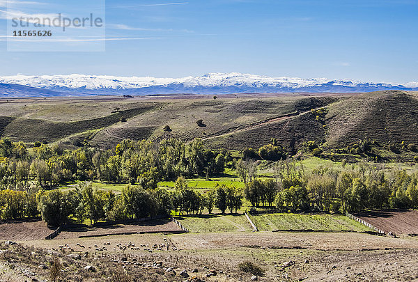 Sabalan-Gebirge  von Sareyn aus gesehen  mit einer Schafherde  die auf dem nahe gelegenen Feld weidet; Sareyn  Ardabil  Iran'.