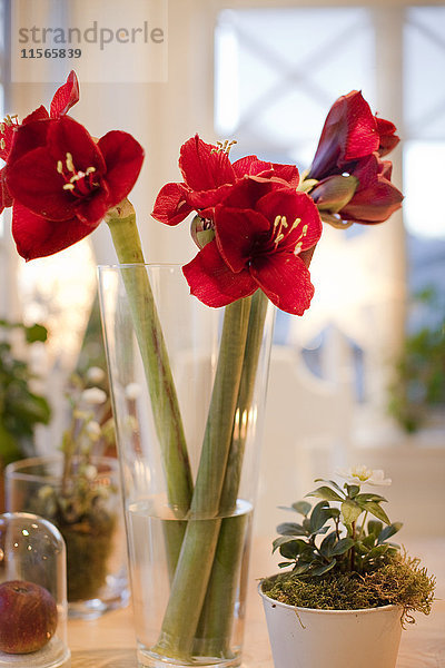 Amaryllisblüten in Vase