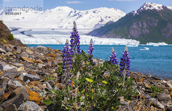 Lupine (lupinus nootkatensis) wächst an einem felsigen Strand im Kenai Fjords National Park mit dem Bear Glacier im Hintergrund; Alaska  Vereinigte Staaten von Amerika'.